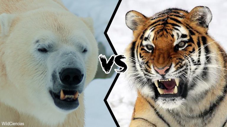 Polar Bear VS Siberian Tiger – Who would win a fight?