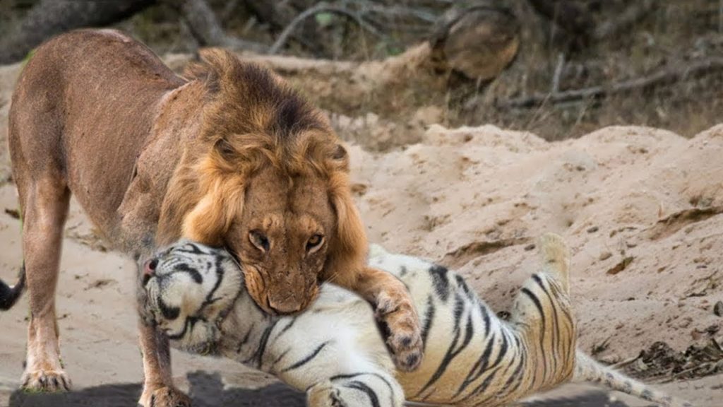This photo is taken from the lion vs tiger fight video 