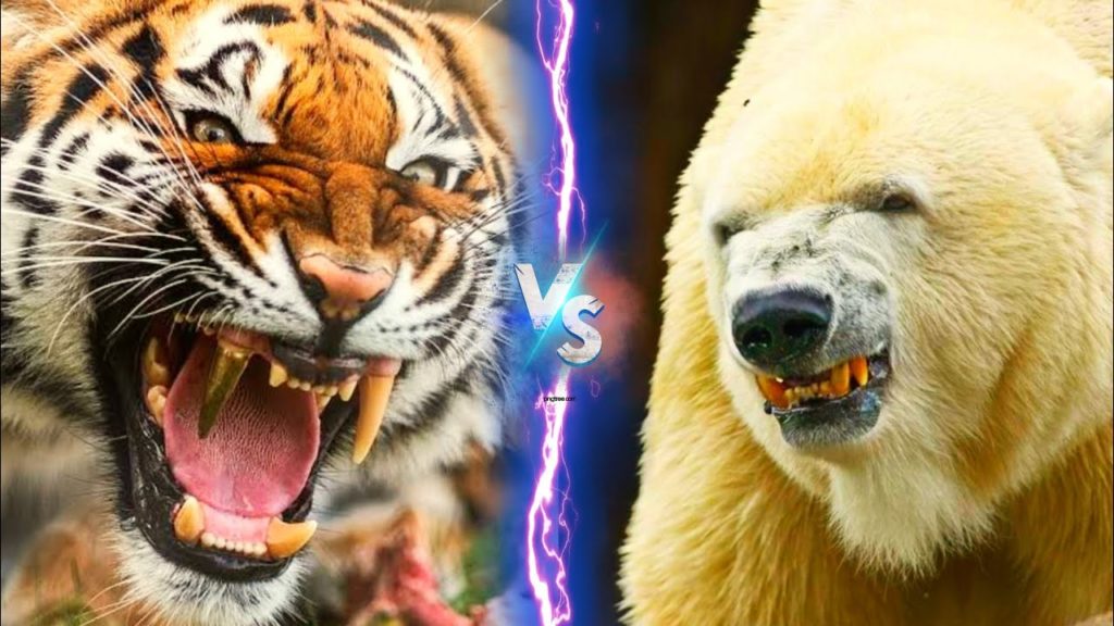 this is photo of polar bear and siberian tiger